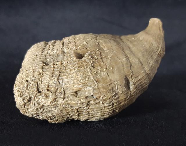 Aulosmilia archiaci (FROMENTEL 1862) - Bild © FossNet FossilienStore